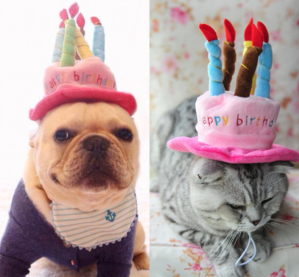 Verjaardagshoed voor je hond of kat