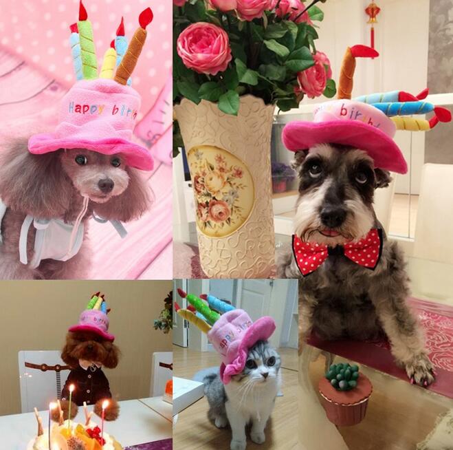 Verjaardagshoed voor je hond of kat 