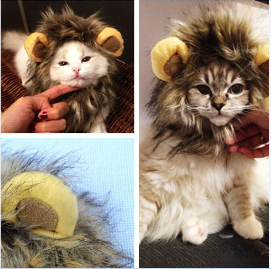 Leeuwenmanen voor je kat | ROARRR!